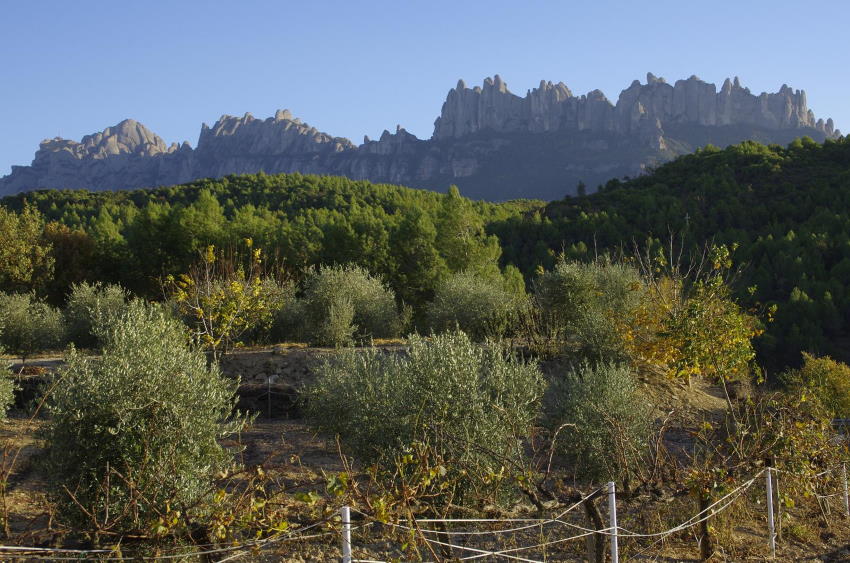 Vista de la muntanya de Montserrat des del Camí Vell de Marganell
