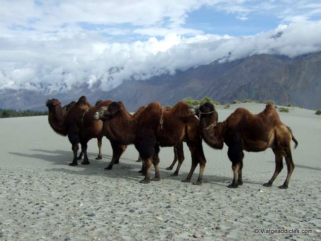 Camellos bactrianos sobre las dunas de Hunder