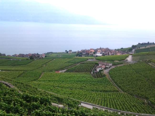 Los viñedos de Lavaux, sobre el lago Léman