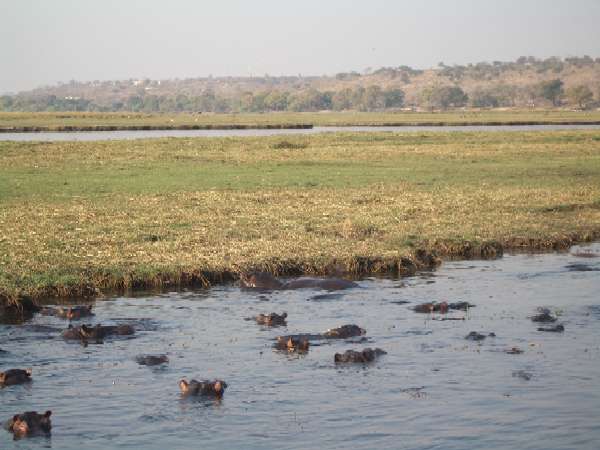 Hipopótamos en el río Chobe
