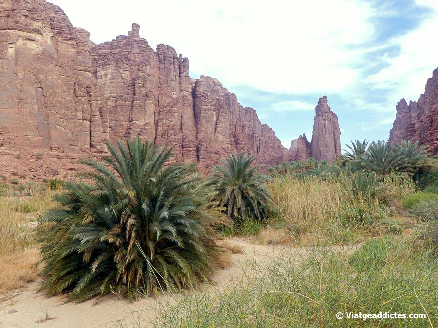 Vegetació a l'interior del uadi (Al Disah)
