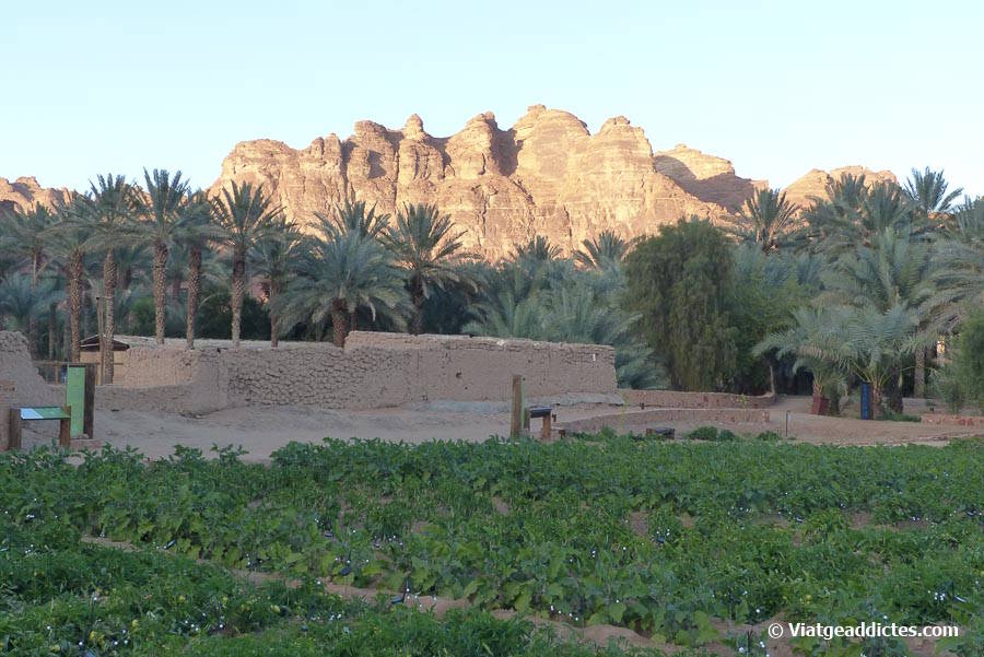 Horts d'agricultura sostenible en l'oasi de Daimumah (Al-Ula)