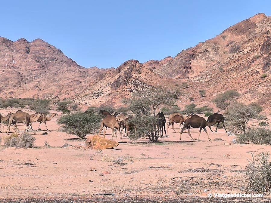 Un ramat de camells en la ruta des de Medina fins a Khàybar