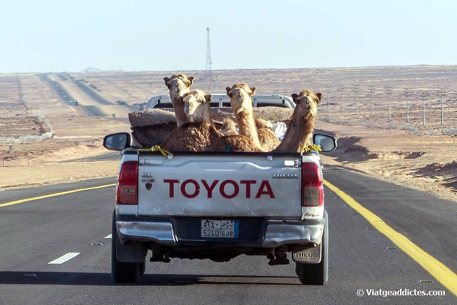 Camells viatjant en la part posterior d'una camioneta