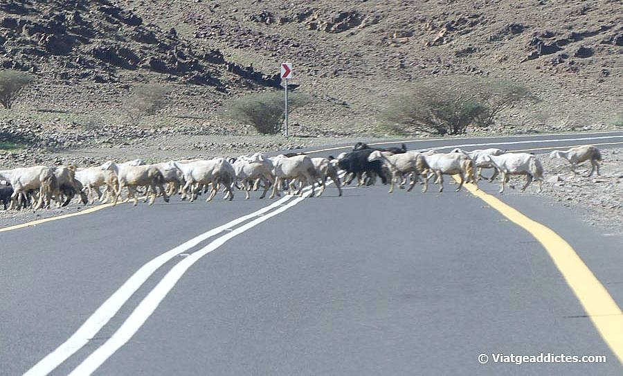 Ramat d'ovelles travessant la carretera en el trajecte de Medina a Khàybar