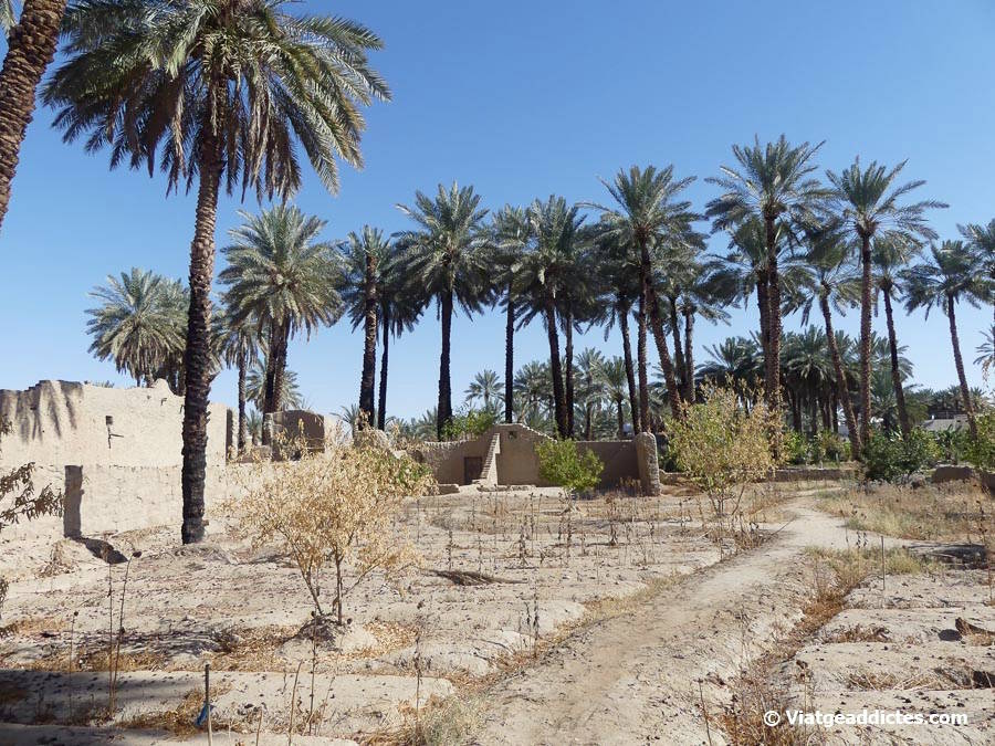 Vista de l'oasi del mercat Al Najem (Tayma)