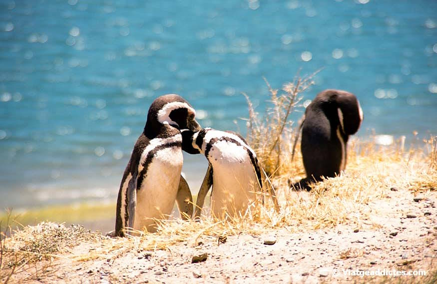 Pingüins en la pingüinera de Punta Tombo
