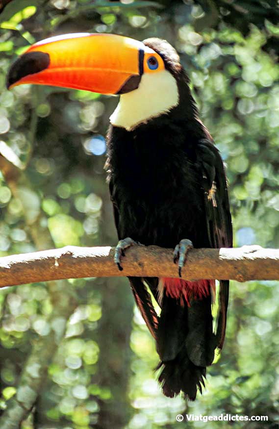 Un tucán en el Parque Das Aves (Foz do Iguaçú)