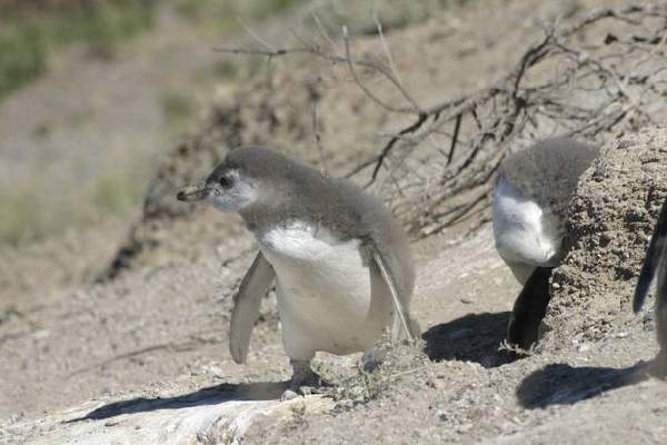 Cría de pingüino en Punta Tombo