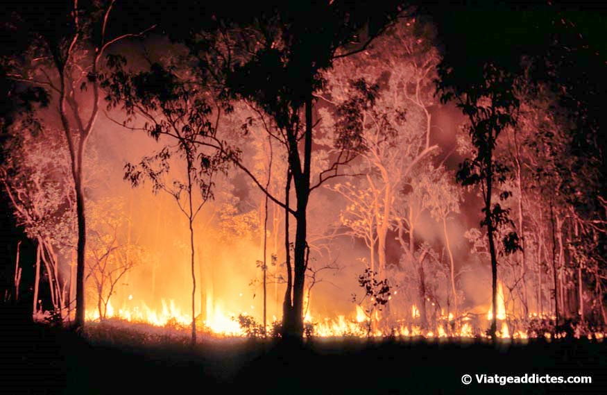 Incendi forestal controlat, en el Kakadu N. P.