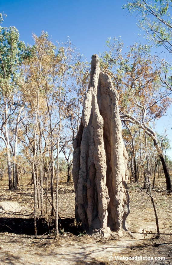Uno de los termiteros de Magnetic Termite Mounds (Licthfield N. P.)