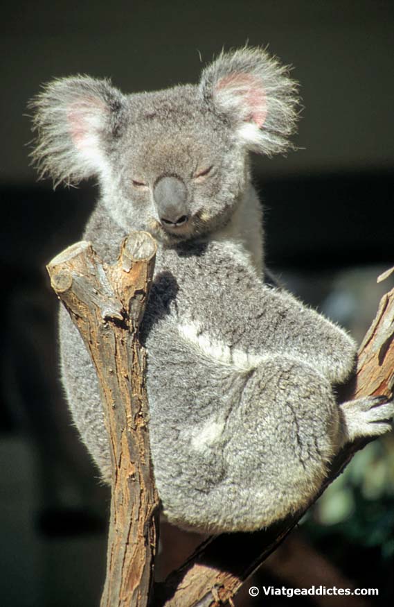 Un koala en l'Otway N. P.