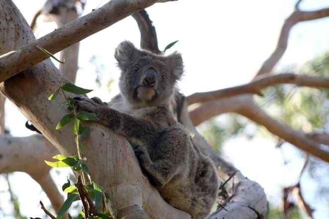 Koala en Cape Otway