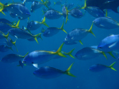 Peixos a la Gran Barrera de Corall