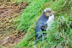 Pingüí d'ulls grocs (Oamaru)