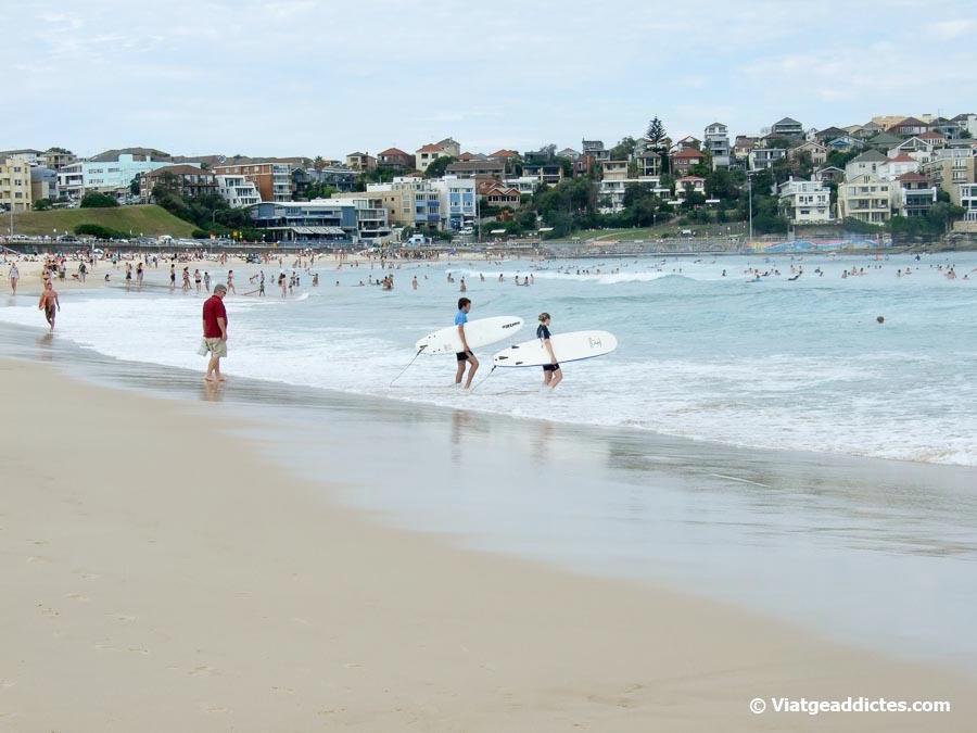Banyistes i surfistes a la platja de Bondi (Sydney, Austràlia)