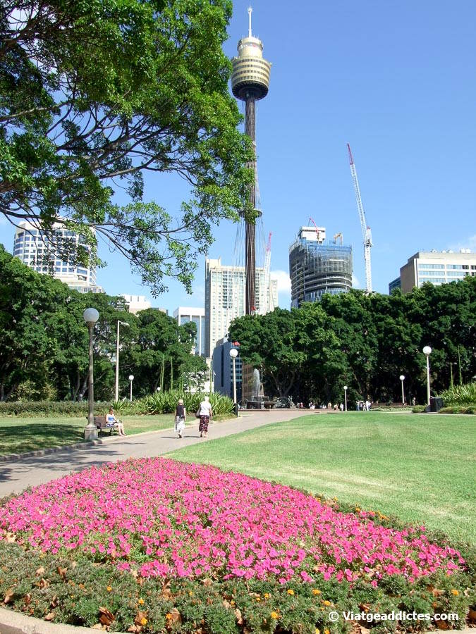 Vista de la Sydney Tower Eye des de Hyde Park (Sydney, Austràlia)