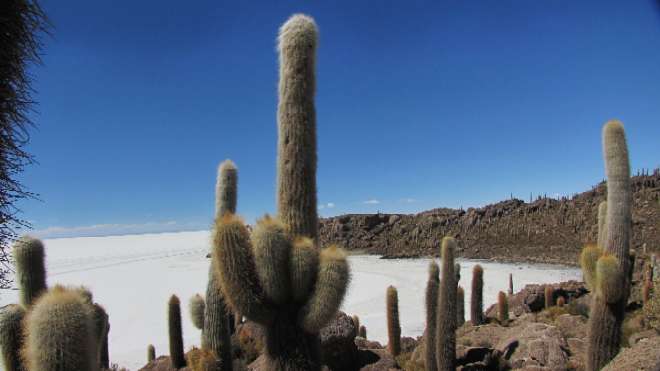 Cactus a l'illa Incahuasi (Salar de Uyuni)