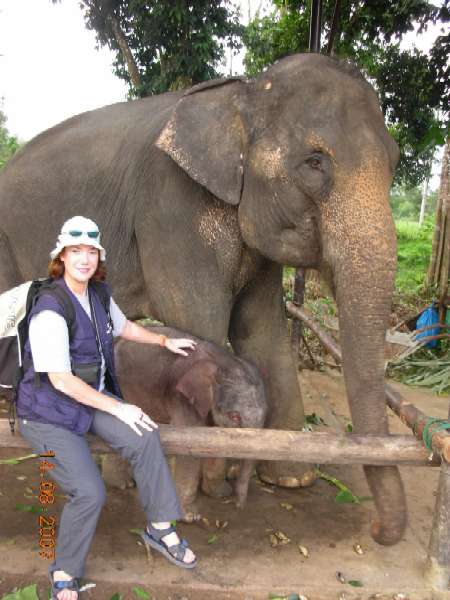 Koh Chang en elefante