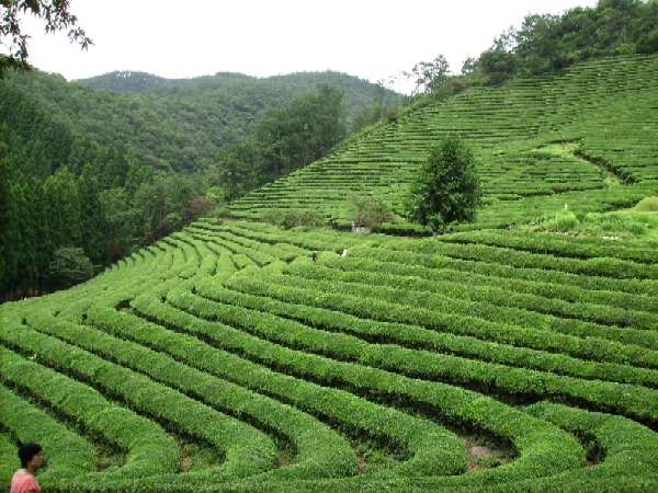 Plantación de té de Boseong