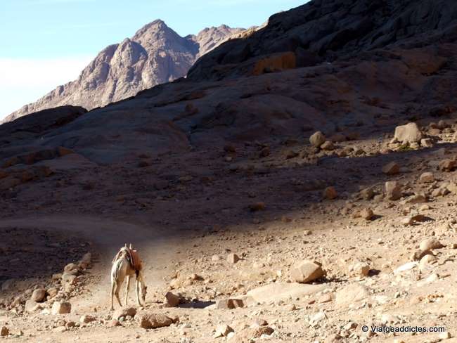 Camello solitario en el camino al Sinaí