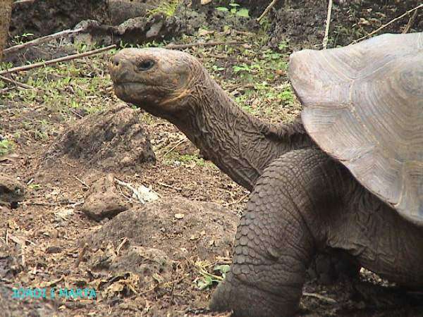 Tortugues gegants a la Galapaguera