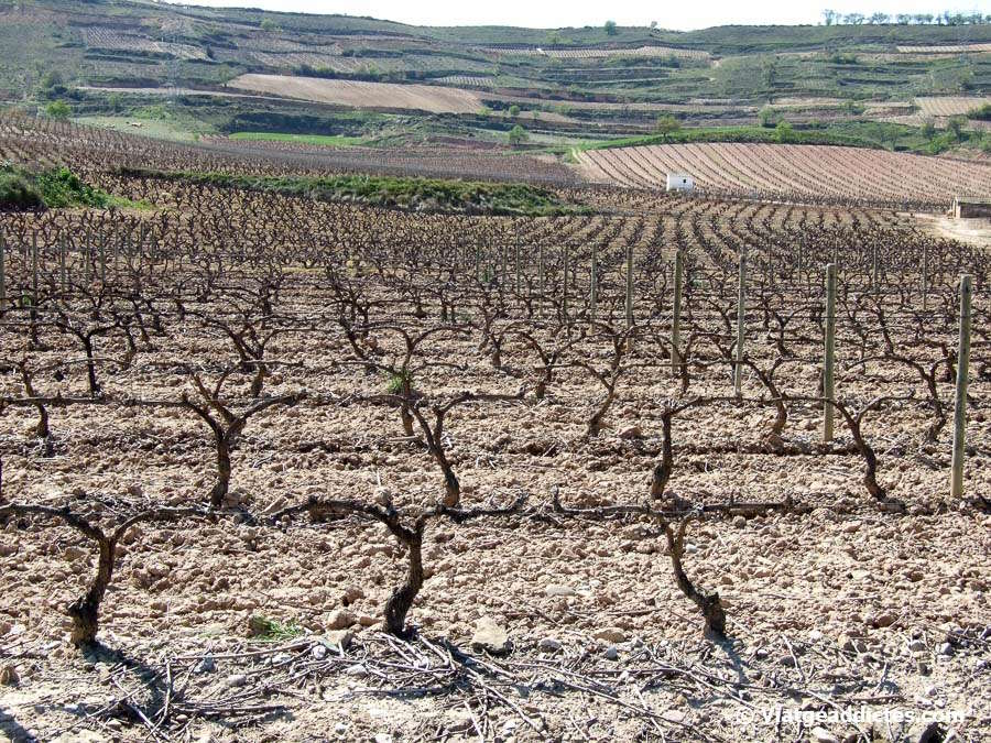 Paisatges de vinyes en La Rioja