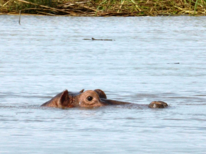 Hipopótamos en el lago Chamo