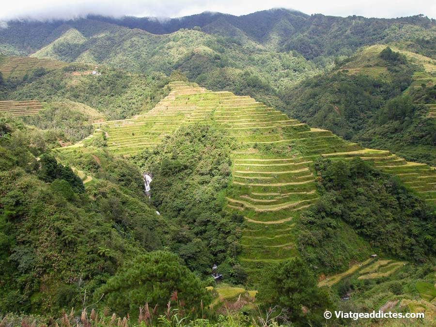 Terrasses arròs de Bangaan (Banaue, Luzon)