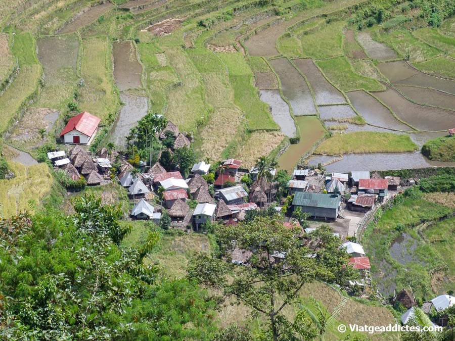 Vista parcial de les terrasses d'arrós de Batad (Batad, Luzon)