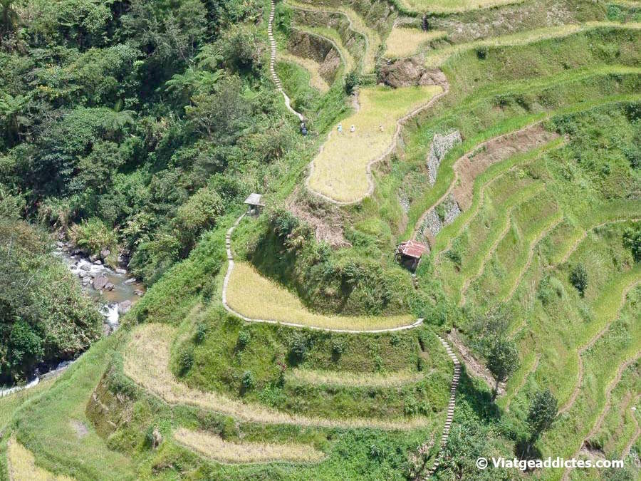 Terrazas de arroz ifugao (Banaue, Luzón)