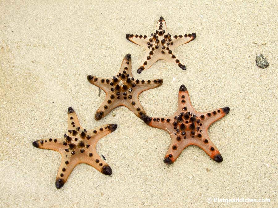 Estrellas de mar sobre la arena de la isla Starfish (Honda Bay, Palawan)