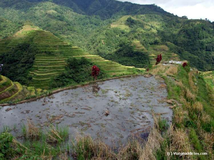 Terrazas de arroz Ifugao (Banaue)