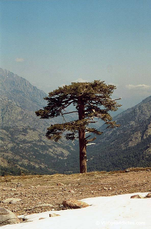 Un pino corso solitario sobre el Col de Bavella