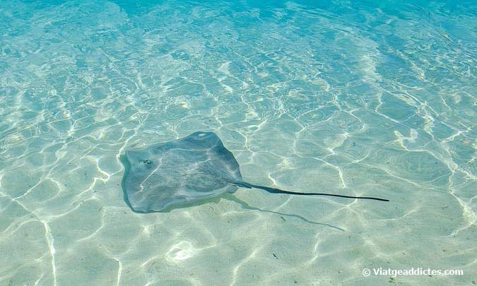 Rajada de fibló a la platja de Matira (Matira, Bora Bora, illes de la Societat)