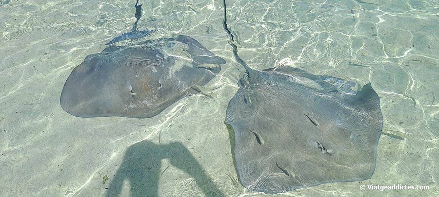 Dues rajades de fibló acostant-se a la nostra posició (platja de Matira, Bora Bora, illes de la Societat)