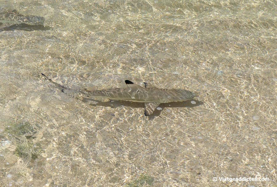 Joves taurons de puntes negres dels esculls a la badia d'Anaho (Nuku Hiva, illes Marqueses)