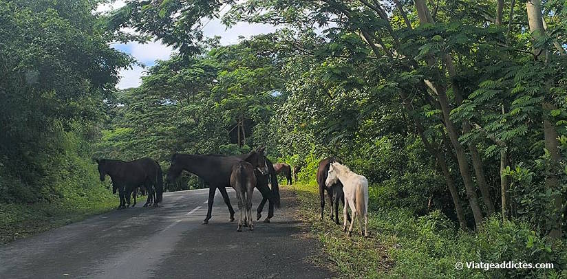 Cavalls en la carretera (Nuku Hiva, illes de les Marqueses)