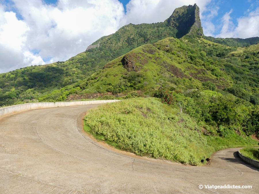 Cabres en el revolt de 180º en la carretera cap a Aakapa (Nuku Hiva, illes Marqueses)