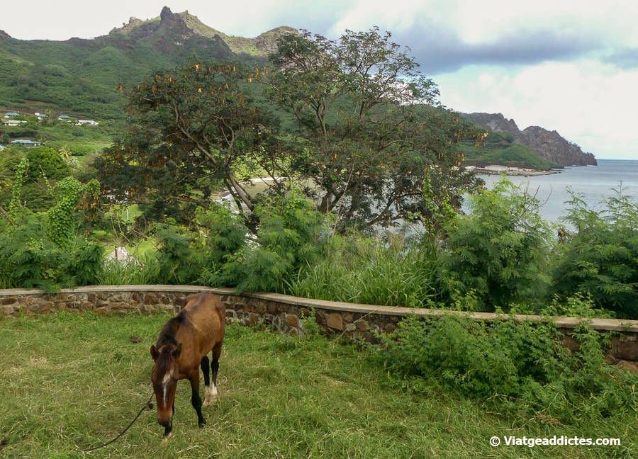 Cavall amb la badia de Taioha'e de rerefons (Taioha'e, Nuku Hiva, illes Marqueses)