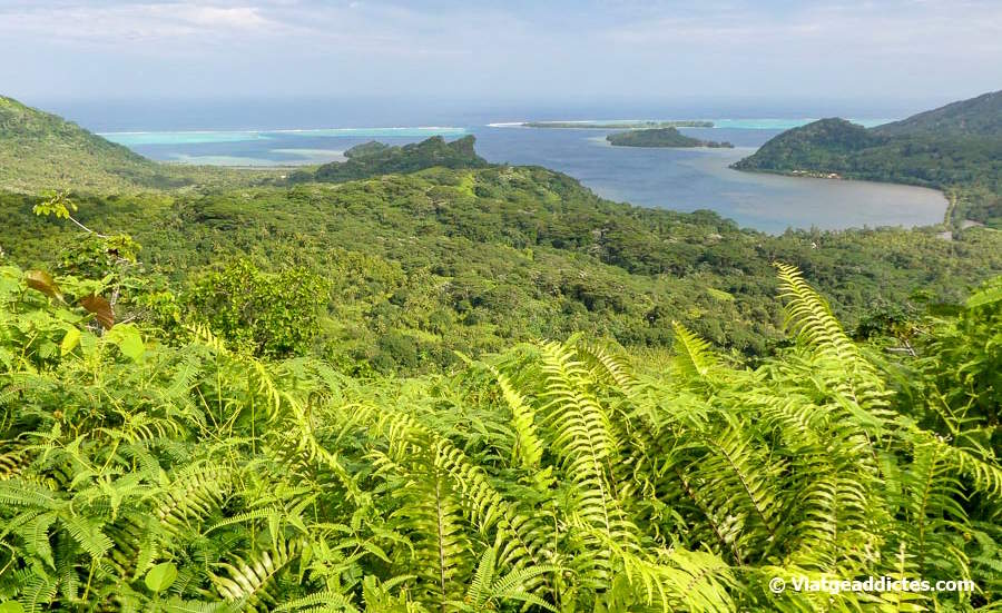 Vistes cap a la badia de Faatemu des del sender de la Cresta de Macaranga (Fa'aroa, Ra'iātea, illes de la Societat)