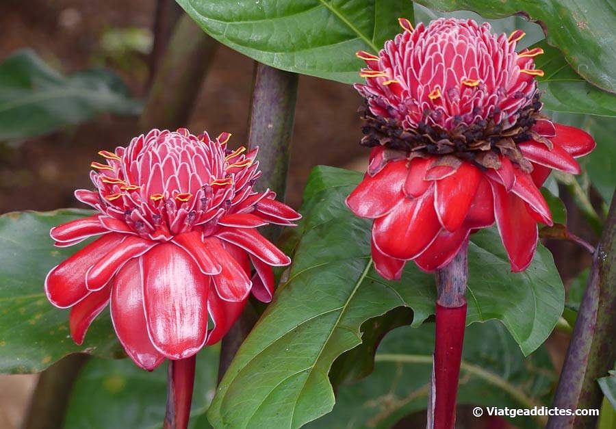 Vistoses flors de la planta Etlingera elatior o «bastó d'emperador» (Jardí Botànic de Fa'aroa, Ra'iātea, illes de la Societat)