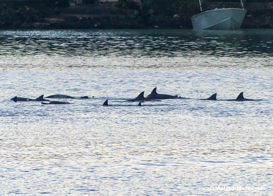 Un grup de dofins nedant a la llacuna (Pūfau, Ra'iātea, illes de la Societat)
