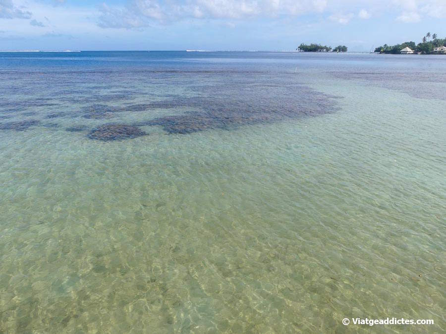 Vista sobre la llacuna des de la terrassa del nostre allotjament (Pūfau, Ra'iātea, illes de la Societat)