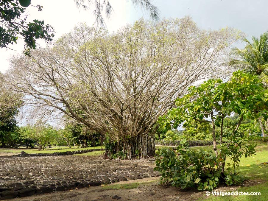 Vista del recinte del marae de Taputapuātea (Opoa, Ra'iātea, illes de la Societat)