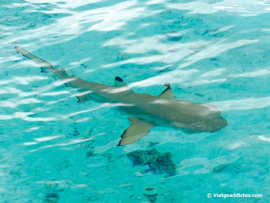 Un tauró d'escull de puntes negres, un dels nostres «companys» d'immersió (Taha'a, illes de la Societat)