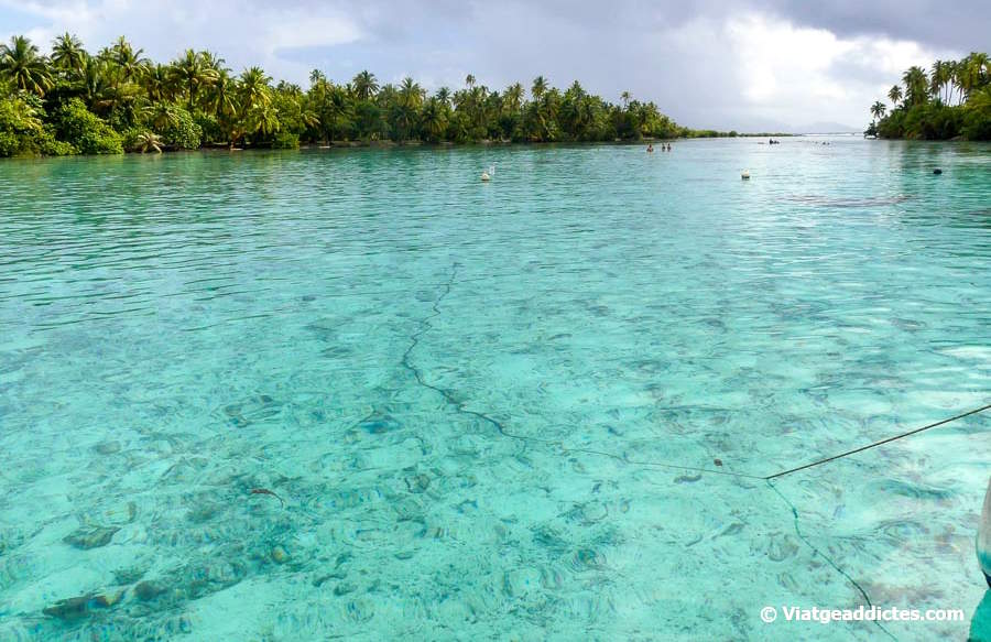 A punt per a bussejar en l'extraordinari jardí de corall Tautau (Taha'a, illes de la Societat)