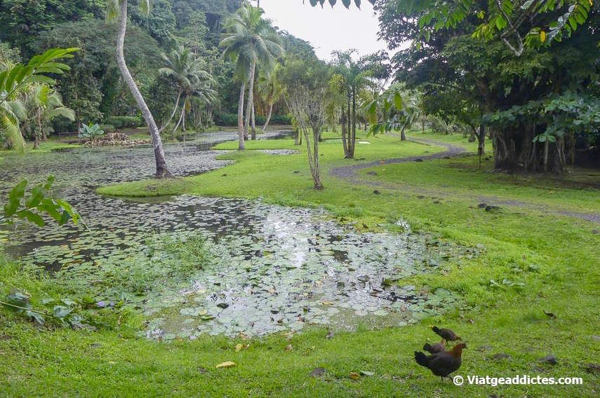 Gallines i pollets visitant els jardins aquàtics de Vaipahi (Teva i  Uta, Tahiti Nui, illes de la Societat)