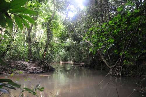Río en la selva de Mikongo