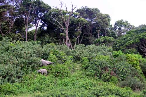 Elefantes en la selva tropical